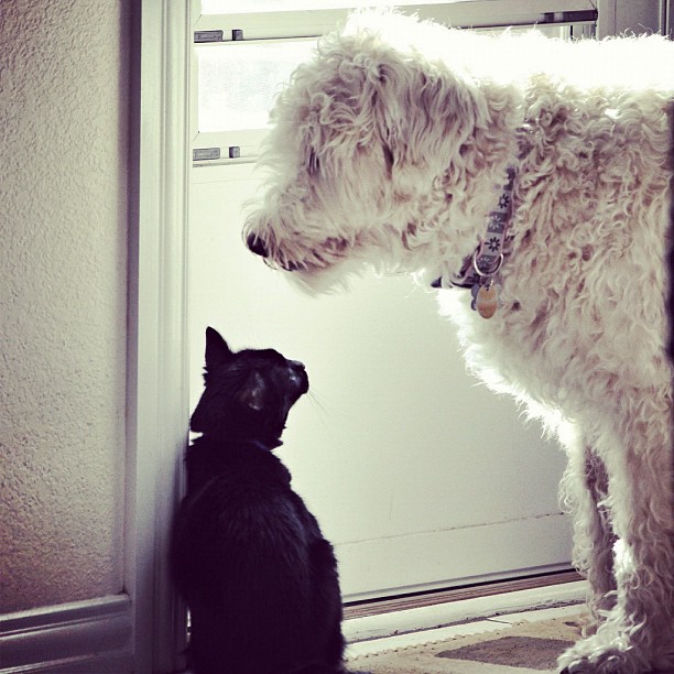 Hershey and Sophie